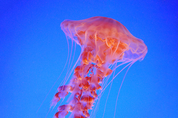 The Jellies - 3