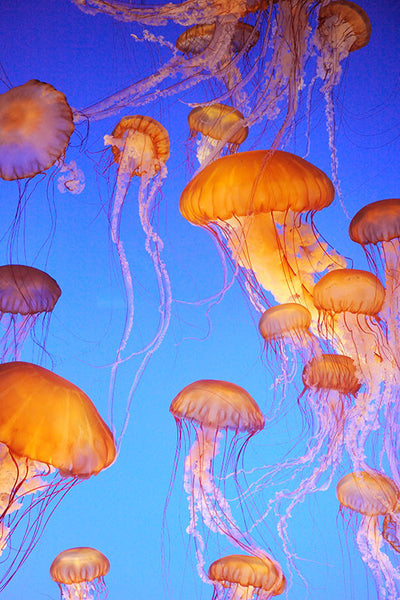 The Jellies - 2