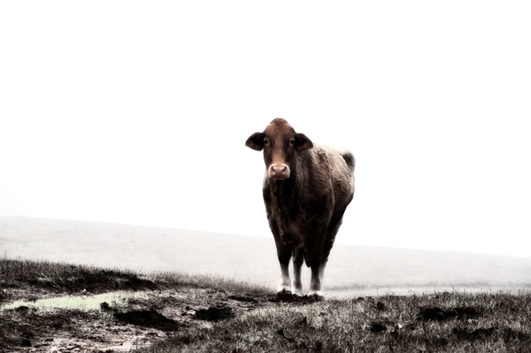 Lone Cow